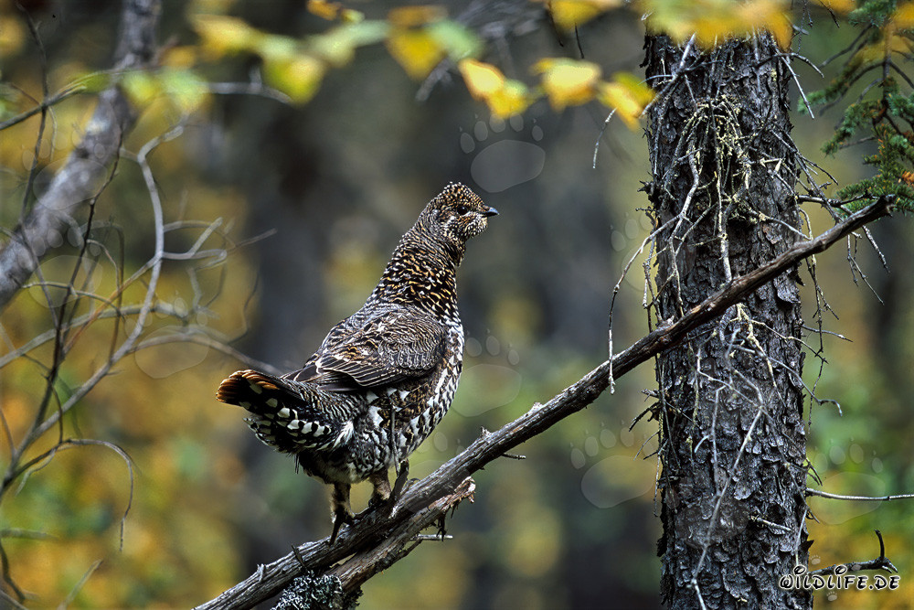Tannenhuhn