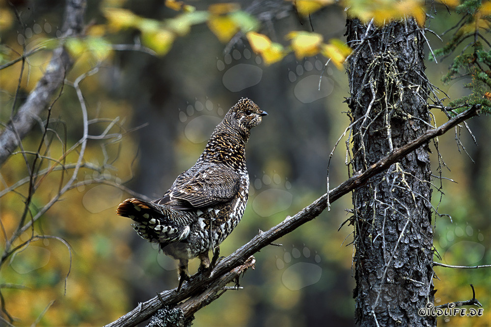 Tétras du Canada collectant des airelles sur une branche