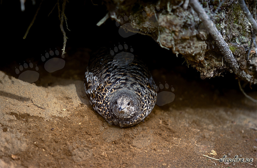 Friendly Spruce Grouse Collecting Berries at a Ground Nest