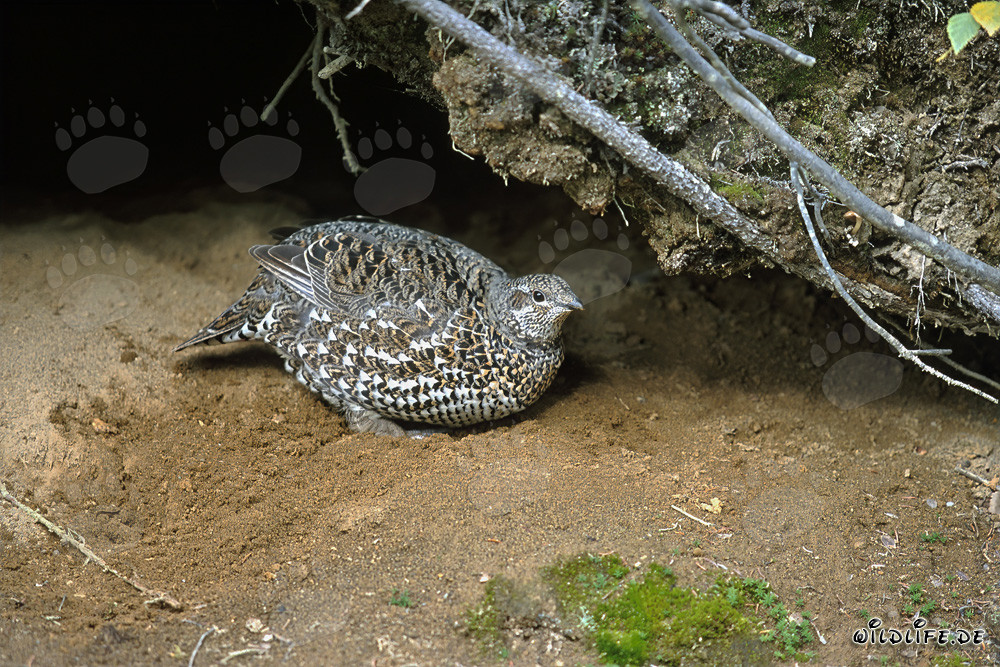 Spruce Grouse near a picturesque cave