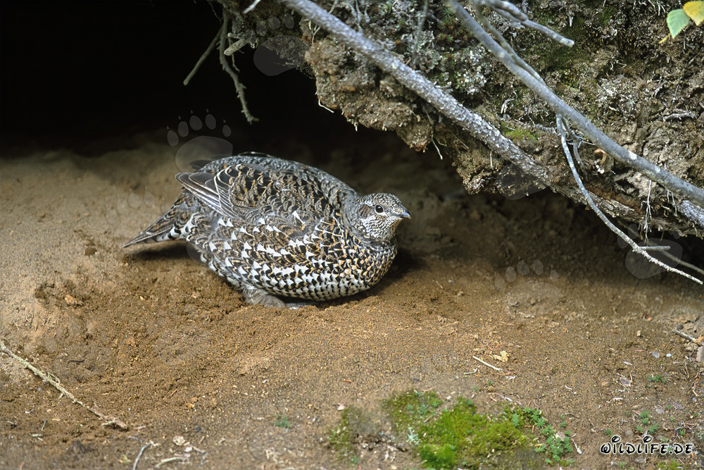 Tannenhuhn