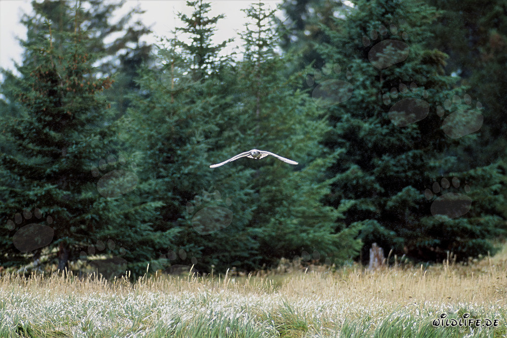 Affascinante gabbiano in volo sopra il fiume Brooks, Alaska