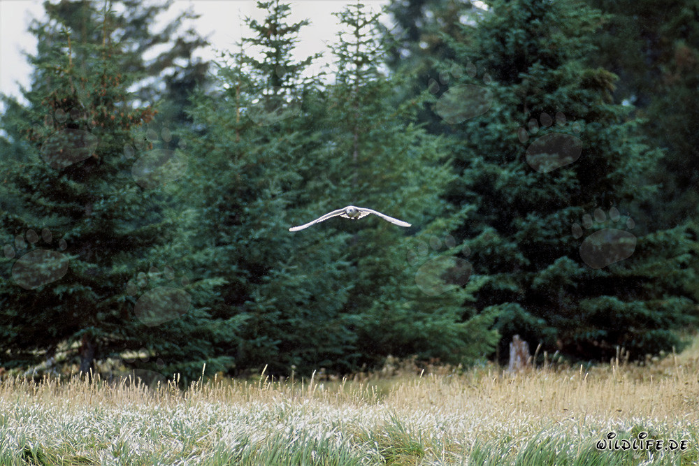 Fascinante gaviota en vuelo sobre el río Brooks, Alaska