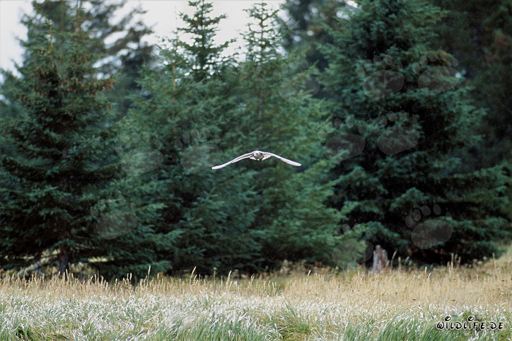 Fascinating Mew Gull in the Approach over Brooks River, Alaska