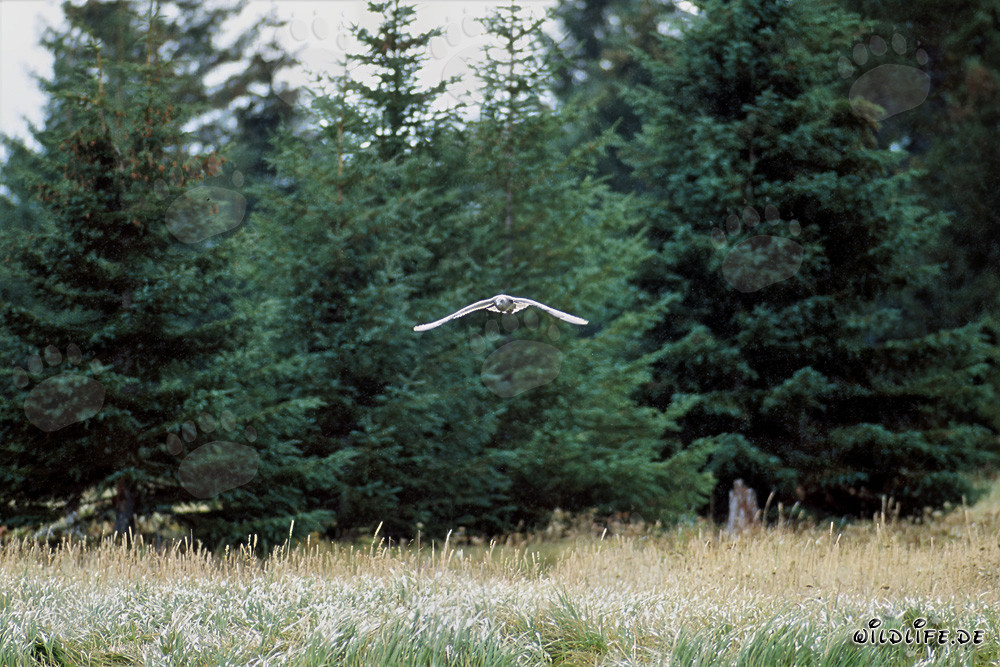 Mouette rieuse fascinante survolant la rivière Brooks, Alaska