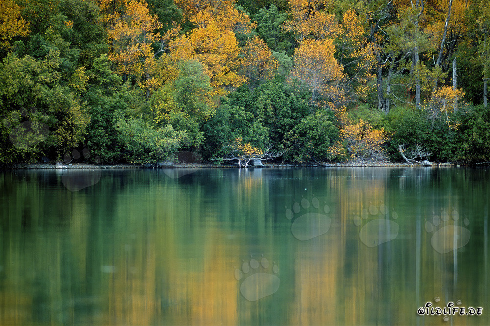 Colorful late fall at the picturesque Naknek Lake in Alaska