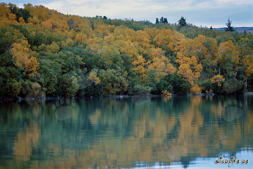Autumn beauty at Naknek Lake in Alaska