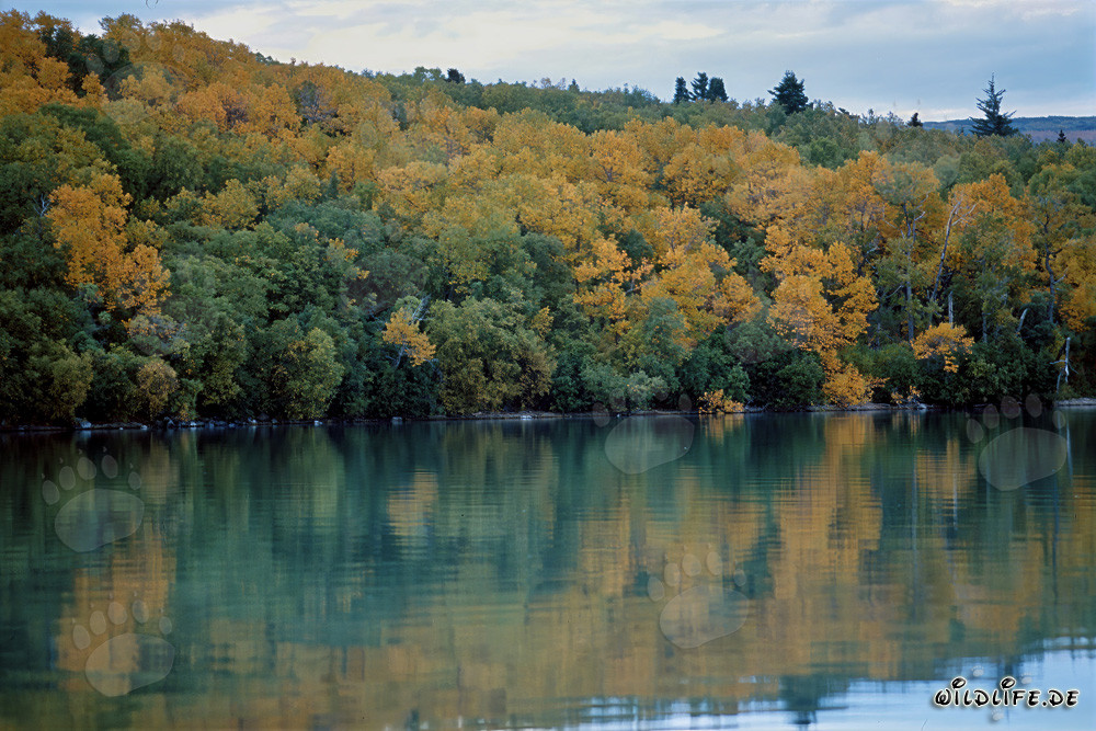 Bellezza autunnale al lago Naknek in Alaska