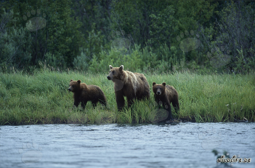 Braunbären beim Lachsfischen am malerischen Flußufer in Alaska