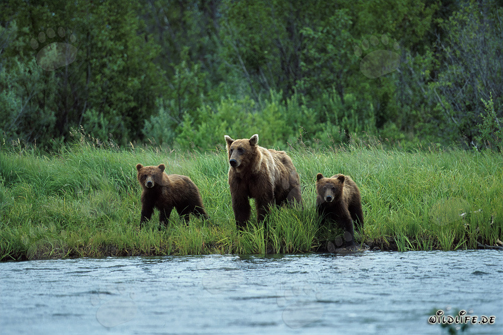 Orsa bruna con cuccioli sulle rive del fiume di salmoni nell'entroterra di Katmai