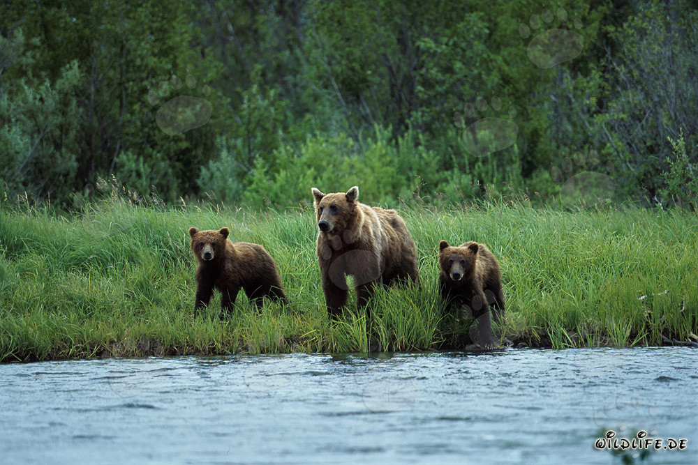 Osa parda con crías en la orilla del río de salmones en el interior de Katmai