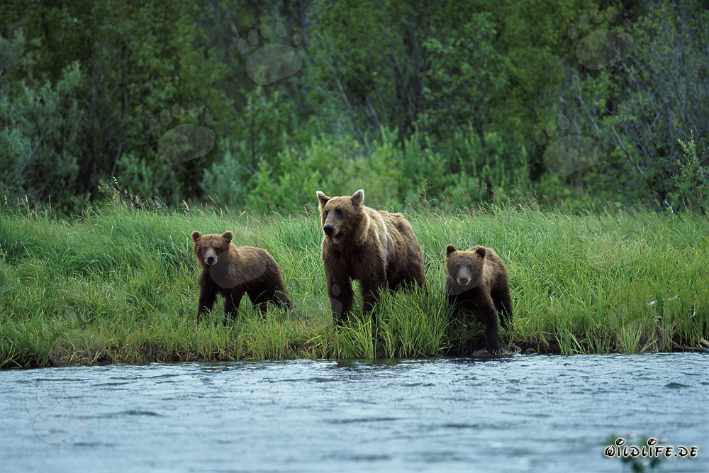 Ourse brune avec ses petits au bord de la rivière à saumon dans l'arrière-pays de Katmai