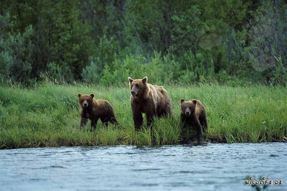 Sow with her cubs at the shore of the salmon river in Katmai backcountry
