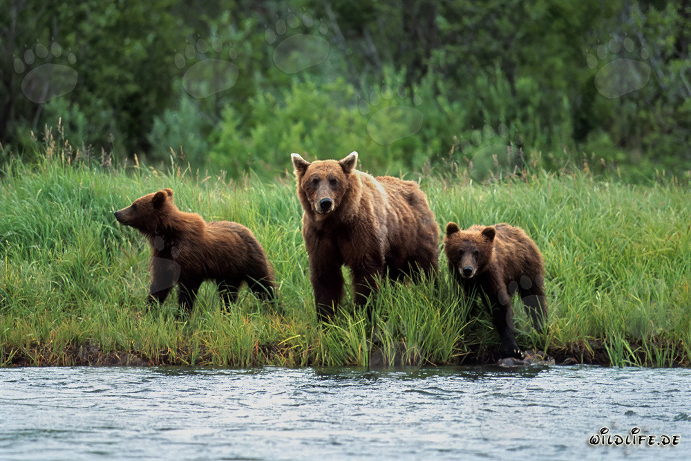 Three majestic brown bears at the shore of a wild river