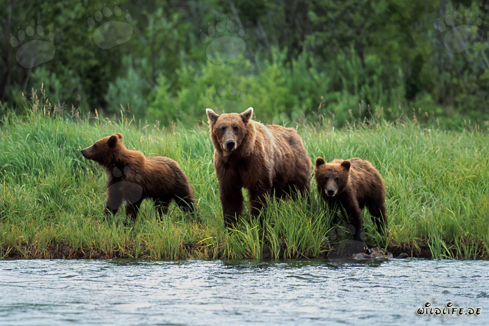 Tres majestuosos osos pardos en la orilla de un río salvaje