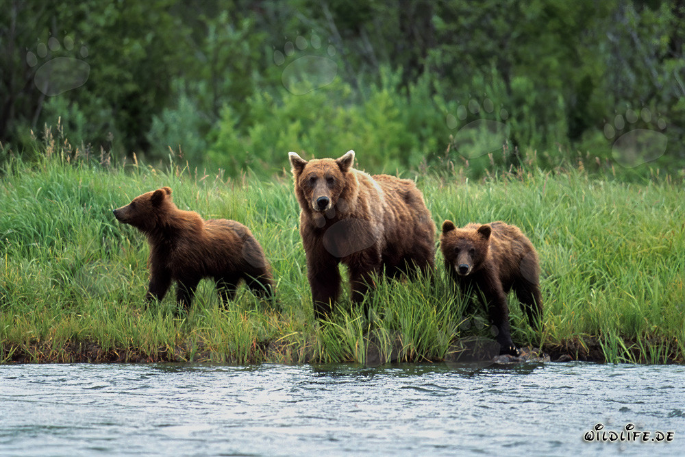 Trois majestueux ours bruns au bord d'une rivière sauvage