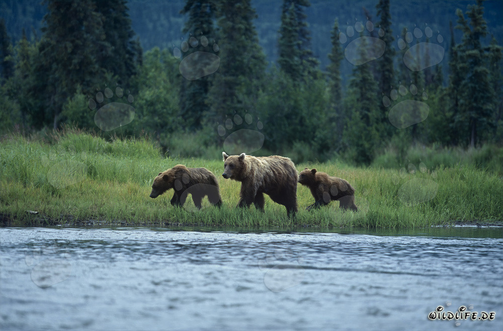 Braunbären am Flussufer beim Lachsfischen in Alaska