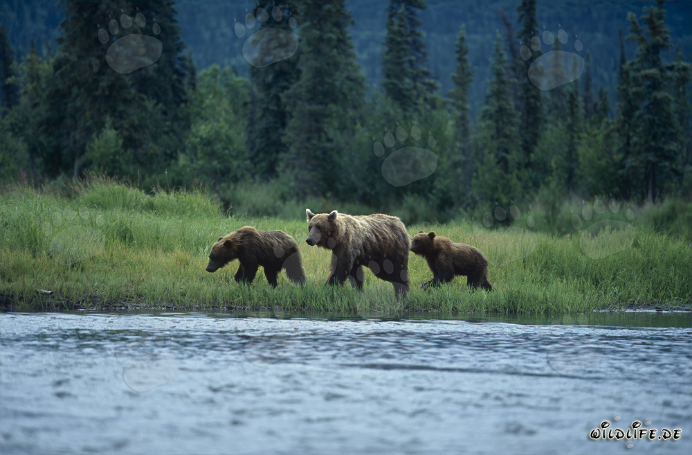 Orsi bruni che pescano salmoni sulla riva del fiume in Alaska