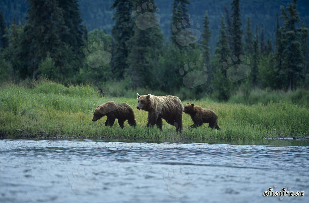 Osos pardos pescando salmones en la orilla del río en Alaska