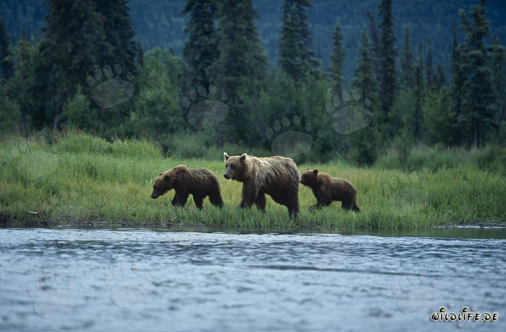 Ours bruns pêchant le saumon au bord de la rivière en Alaska