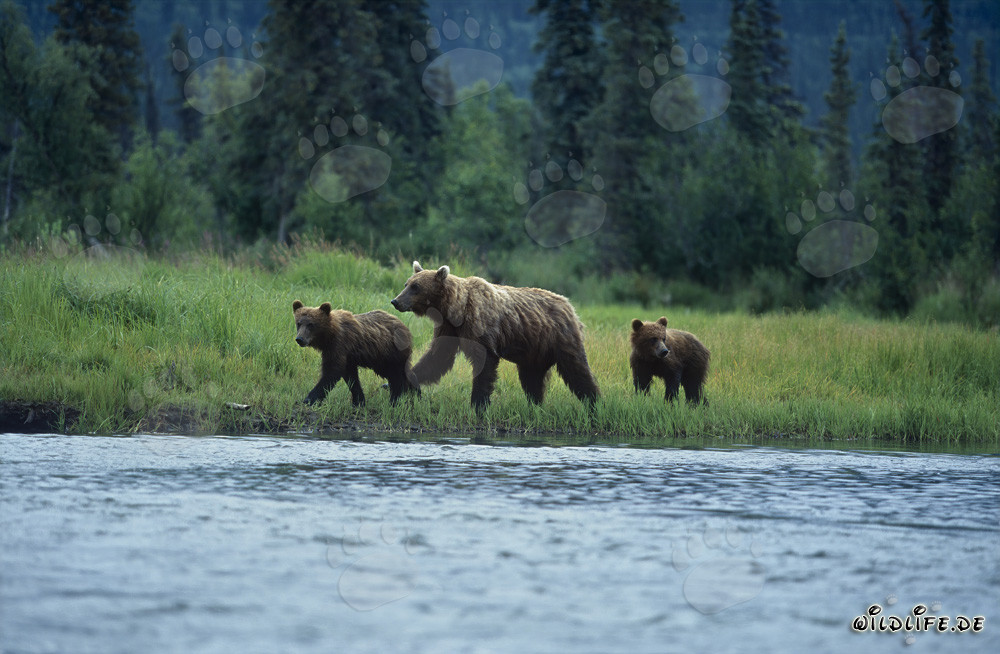 Braunbären beim Lachsfischen am malerischen Flußufer in Alaska