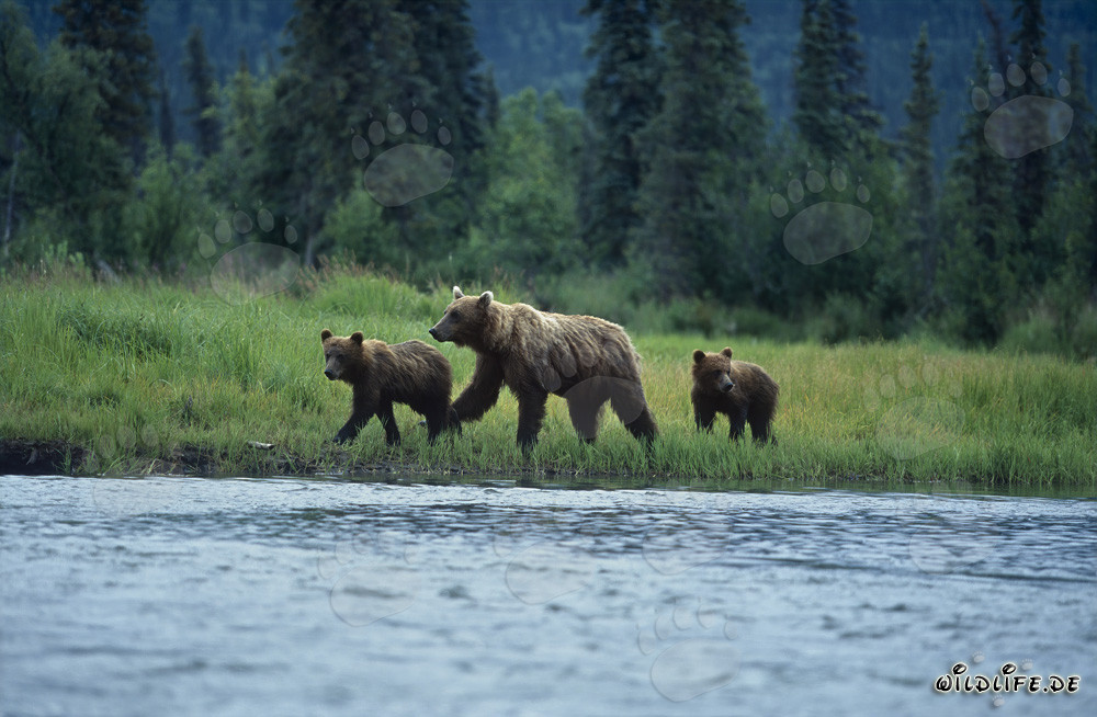 Brown bears fishing for salmon at the picturesque riverbank in Alaska