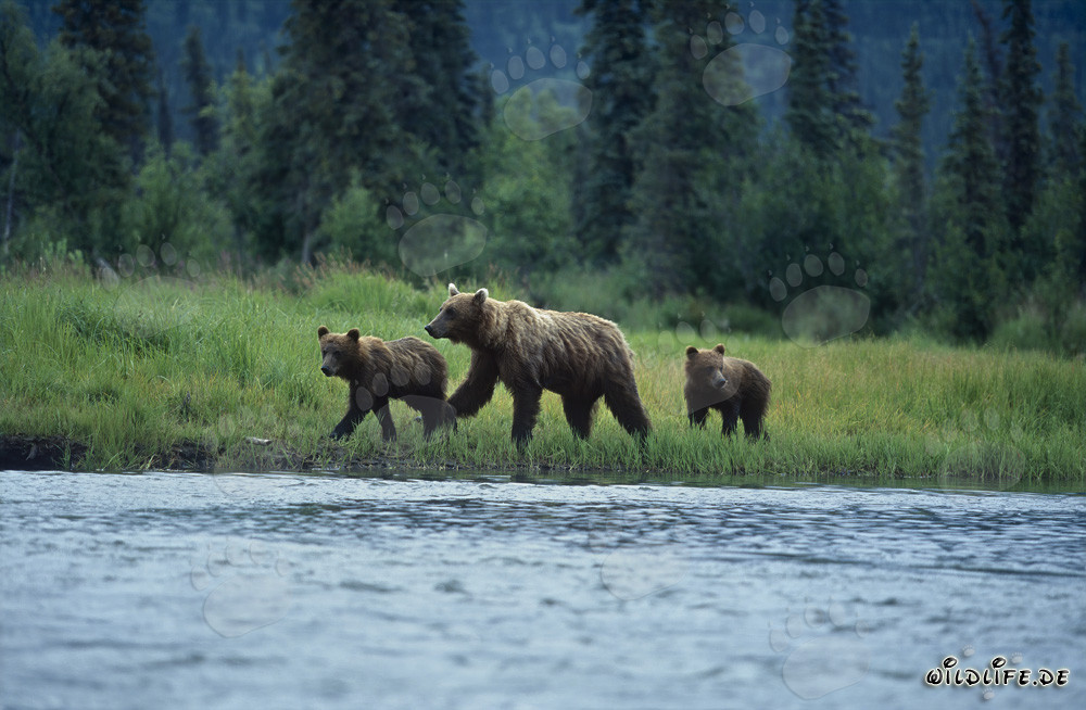 Orsi bruni che pescano salmoni sulle pittoresche rive in Alaska