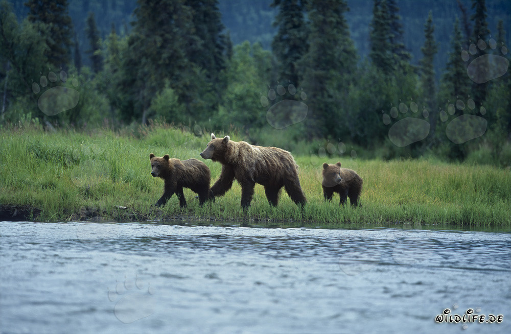 Osos pardos pescando salmones en las pintorescas riberas de Alaska
