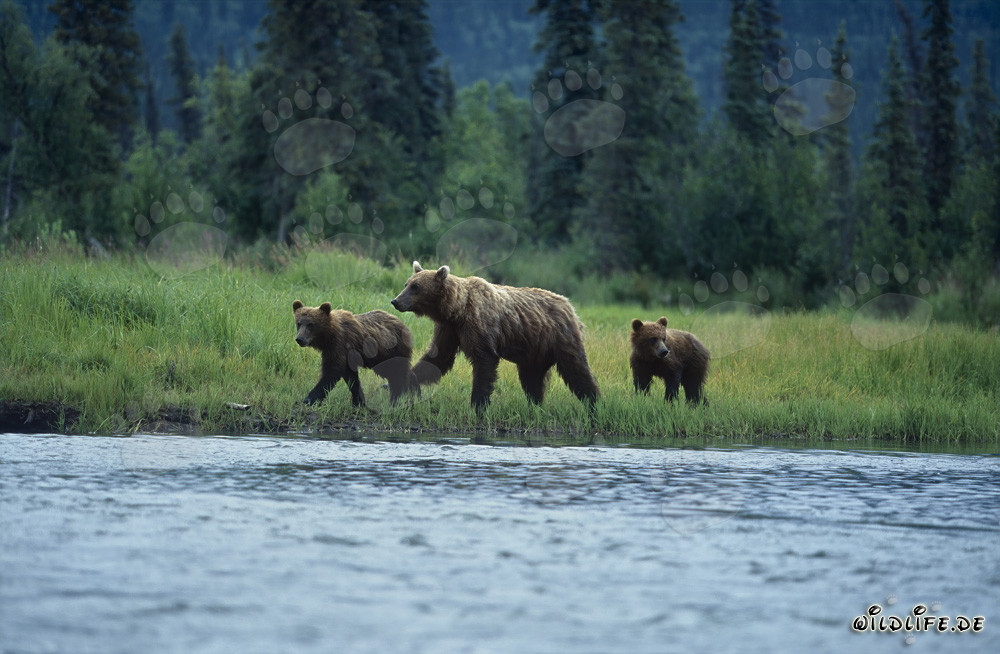 Ours bruns pêchant le saumon sur les rives pittoresques en Alaska