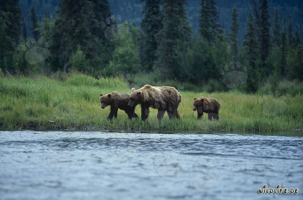 Majestic Brown Bears on the Picturesque Riverbank