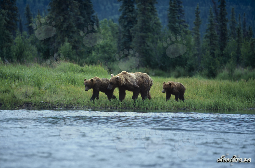 Ours bruns majestueux au bord pittoresque de la rivière