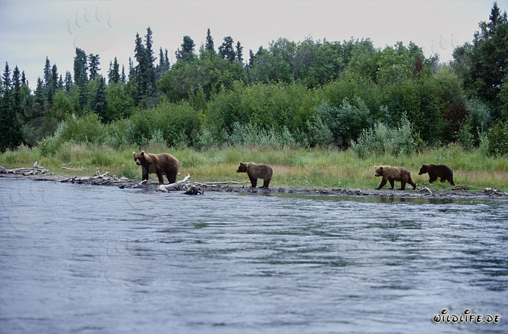 Braunbären am malerischen Flussufer in Alaska