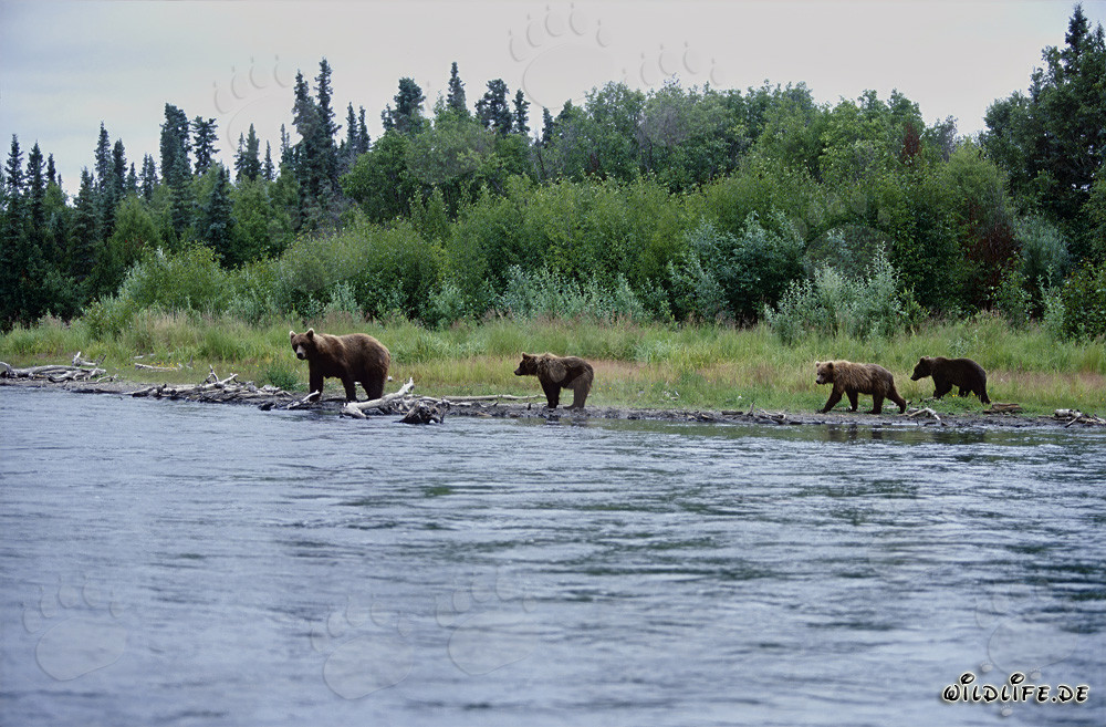 Brown bears at the picturesque riverbank in Alaska