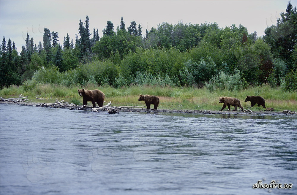 Orsi bruni sulla pittoresca riva di un fiume in Alaska