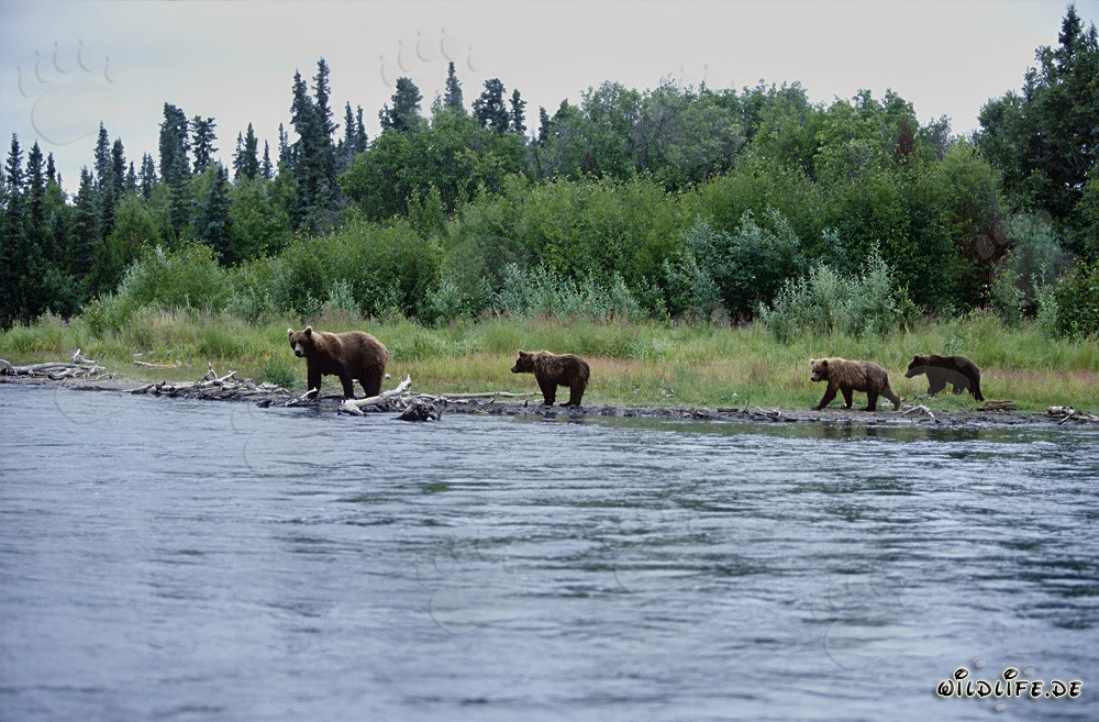 Osos pardos en la pintoresca orilla de un río en Alaska