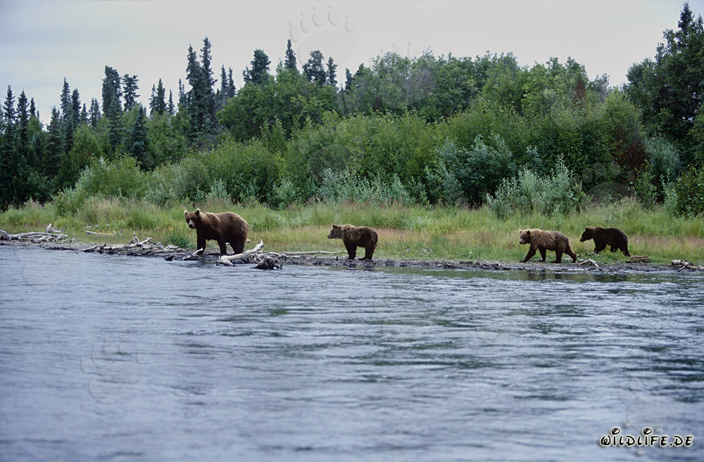 Ours bruns sur la pittoresque rive d'une rivière en Alaska