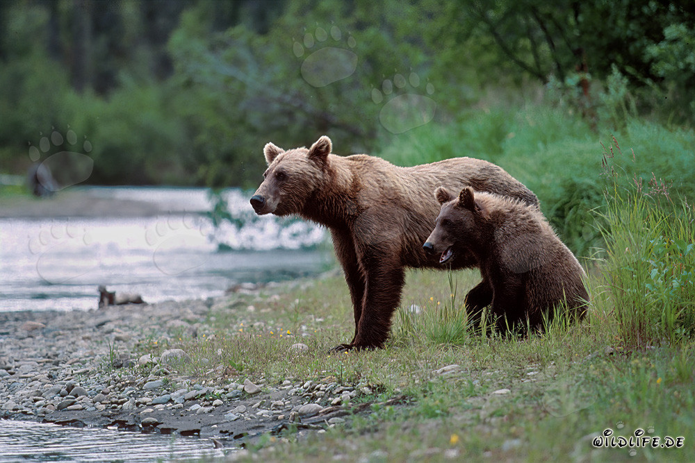 Brown bear sow with cub on a riverbank