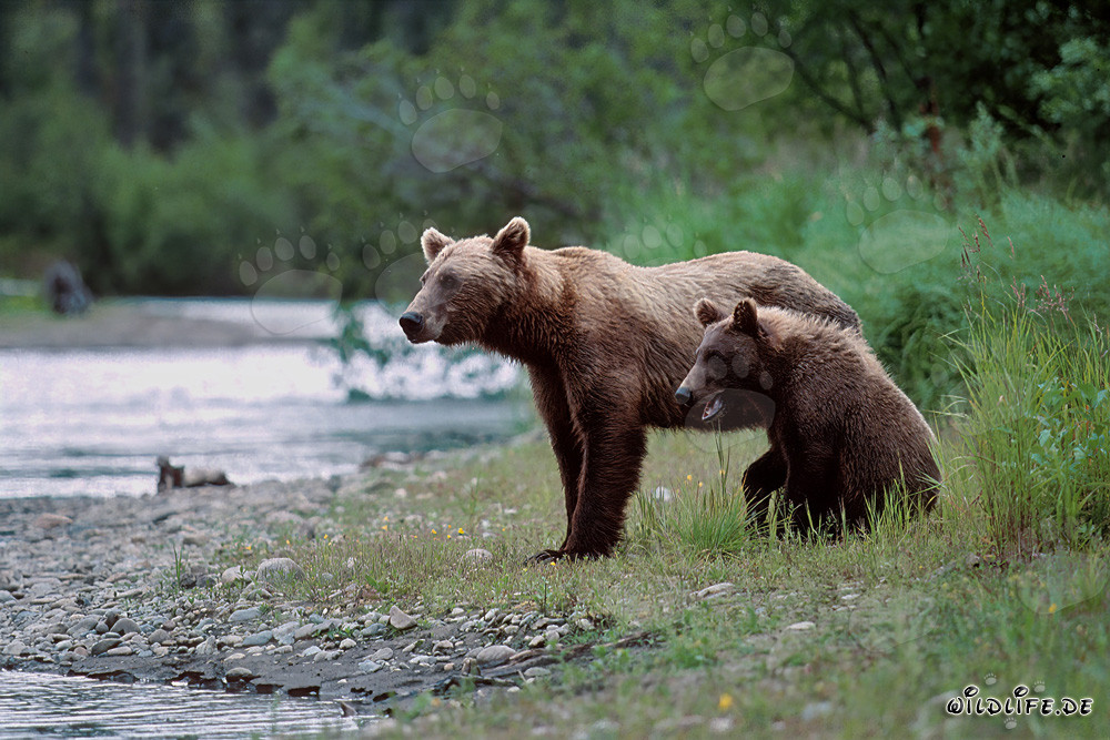 Orsa bruna con cucciolo sulla riva di un fiume