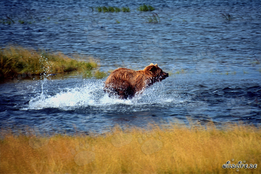 Majestätischer Braunbär beim Lachsfischen im glasklaren Fluss