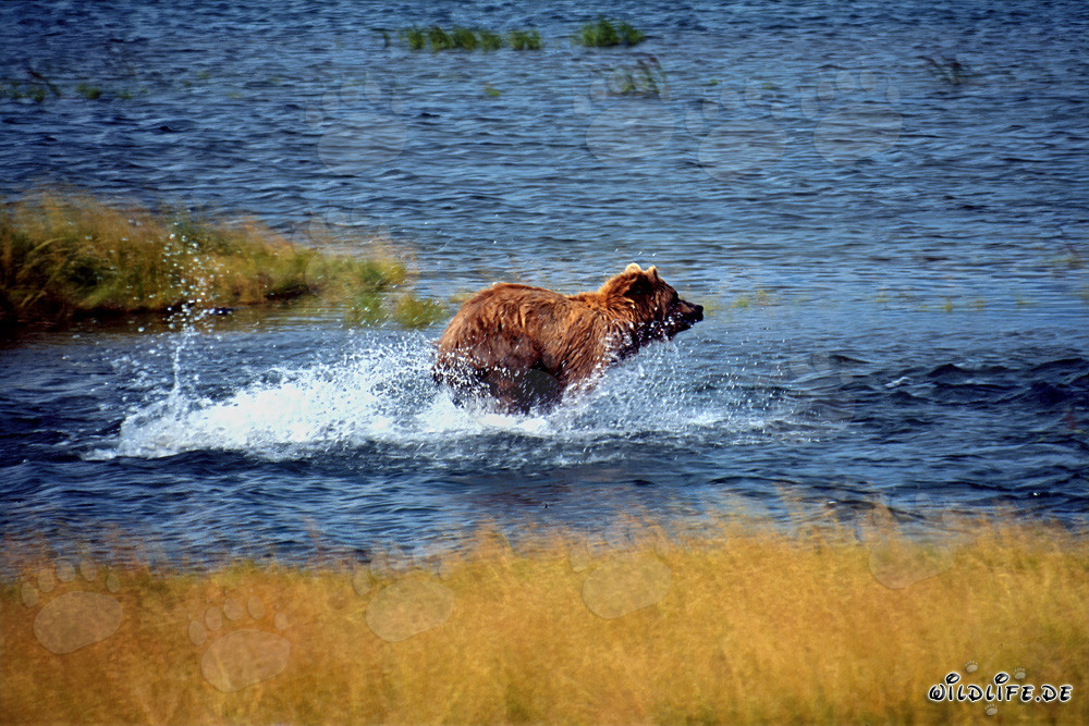 Majestic Brown Bear fishing for salmon in crystal clear river