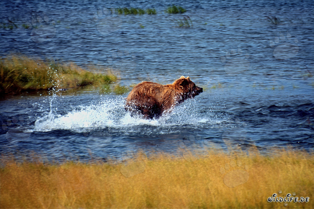 Maestoso orso bruno che pesca salmoni in un fiume limpido