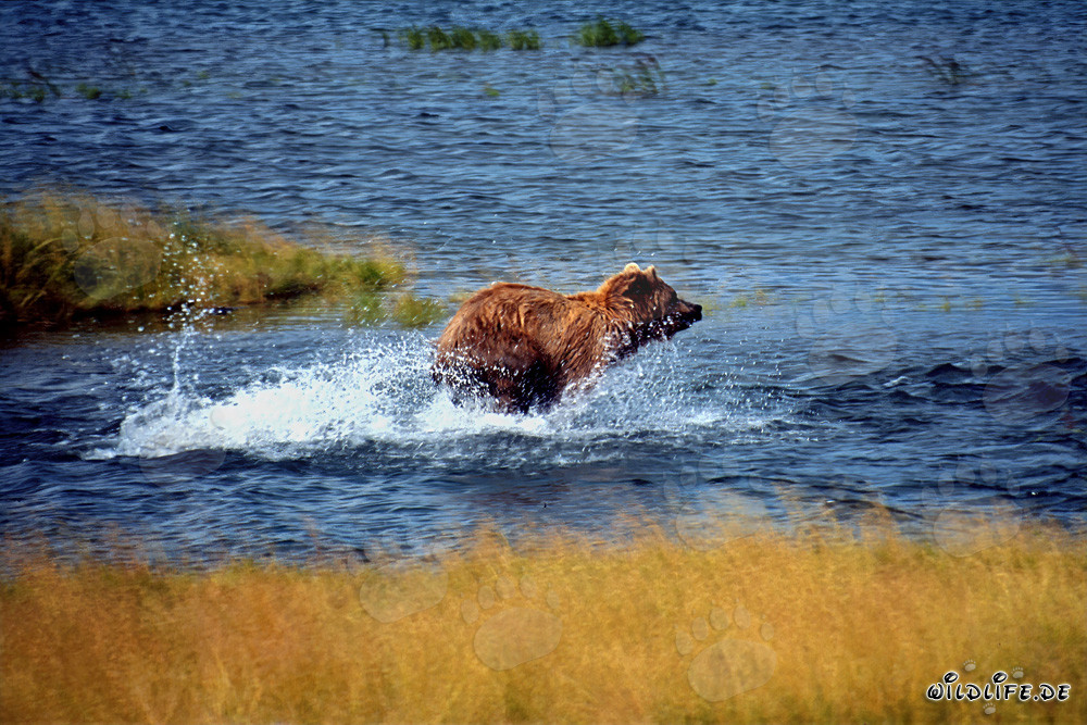 Oso pardo majestuoso pescando salmones en un río cristalino