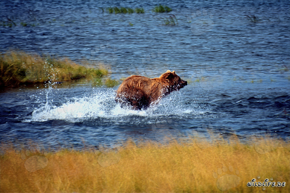 Ours brun majestueux pêchant le saumon dans une rivière limpide