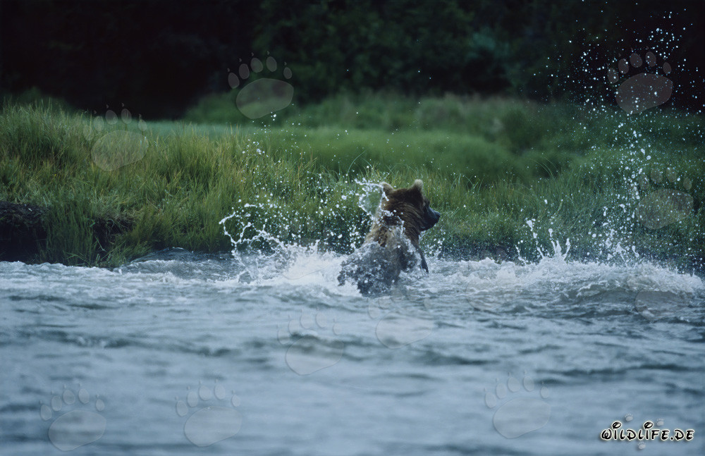 Braunbär beim Lachsfischen im wilden Katmai Nationalpark in Alaska