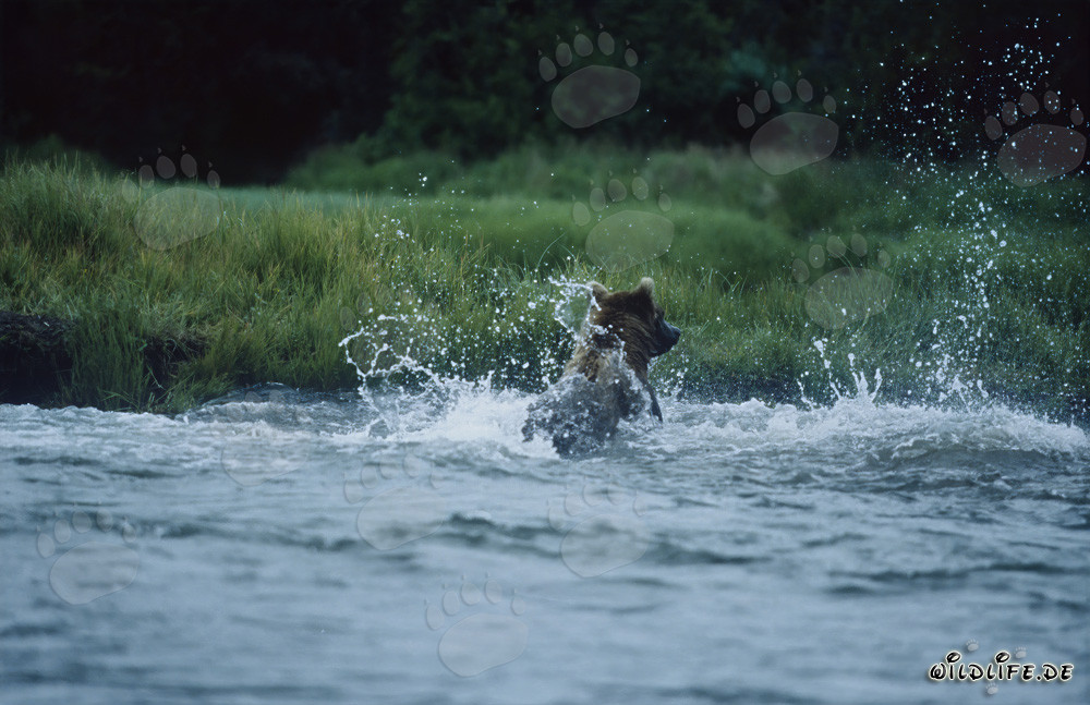 Brown Bear fishing for salmon in the rugged Katmai National Park in Alaska