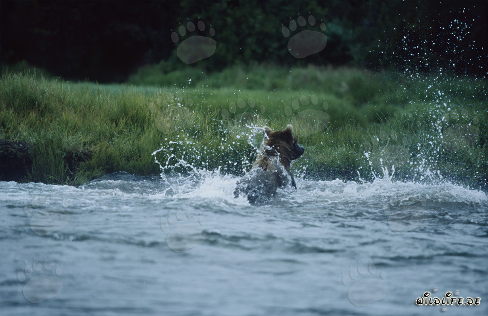 Orso bruno che pesca salmoni selvatici nel Parco Nazionale di Katmai in Alaska