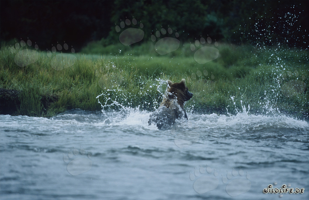 Oso pardo pescando salmones salvajes en el Parque Nacional de Katmai en Alaska
