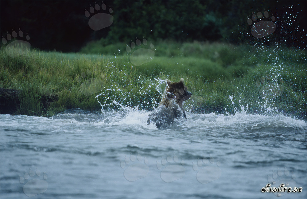 Ours brun pêchant le saumon sauvage au parc national de Katmai en Alaska