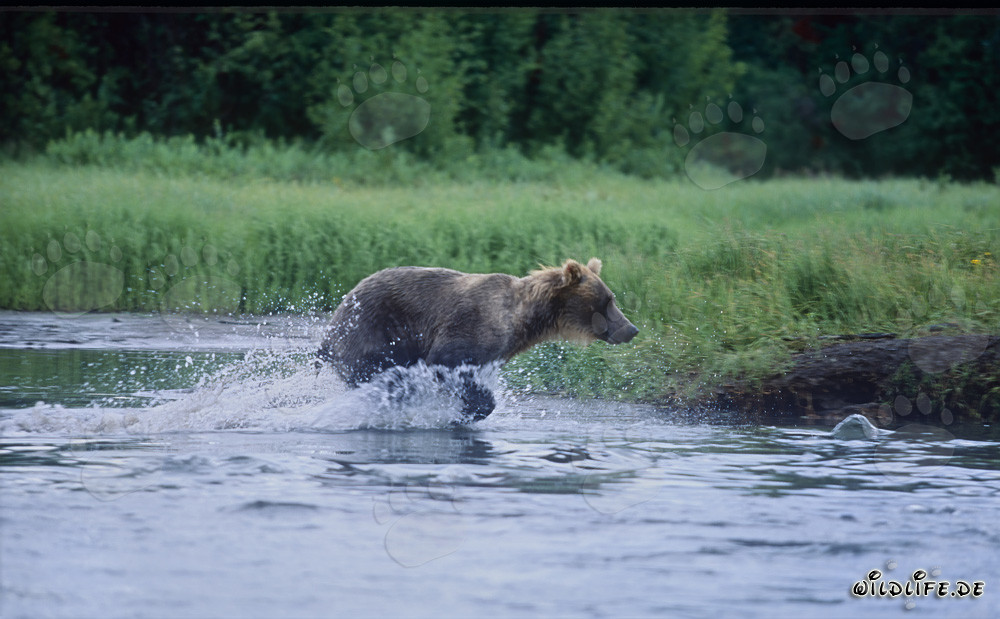 Maestoso orso bruno che pesca salmoni in un fiume selvaggio - Foto natura selvaggia