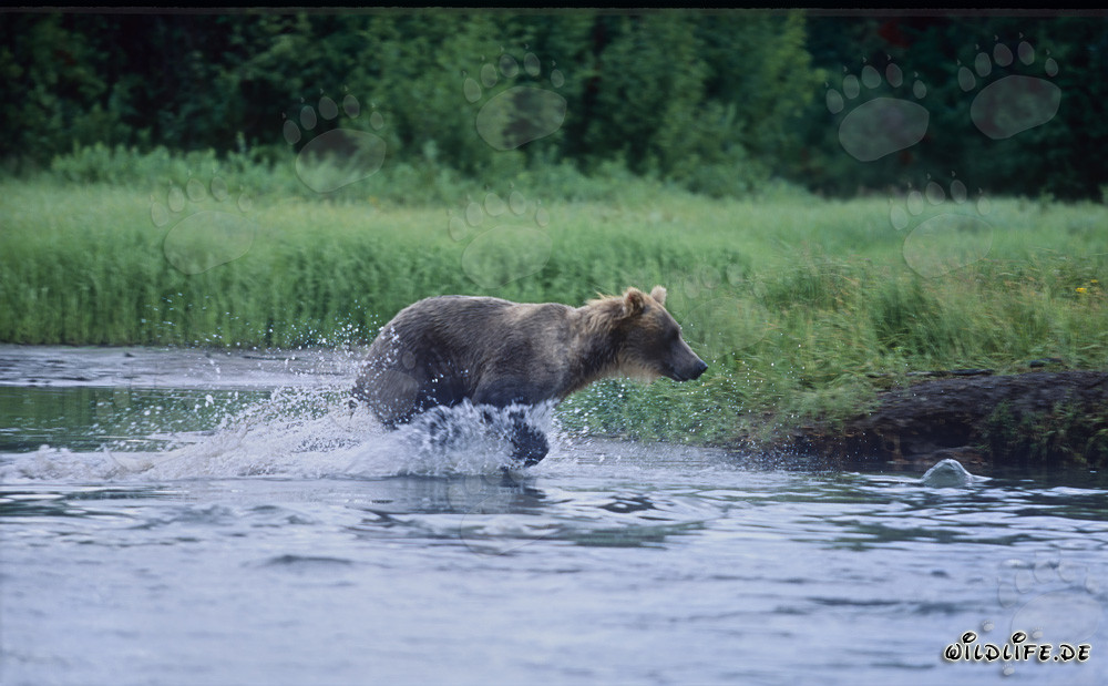 Oso pardo majestuoso pescando salmones en un río salvaje - Foto de naturaleza salvaje